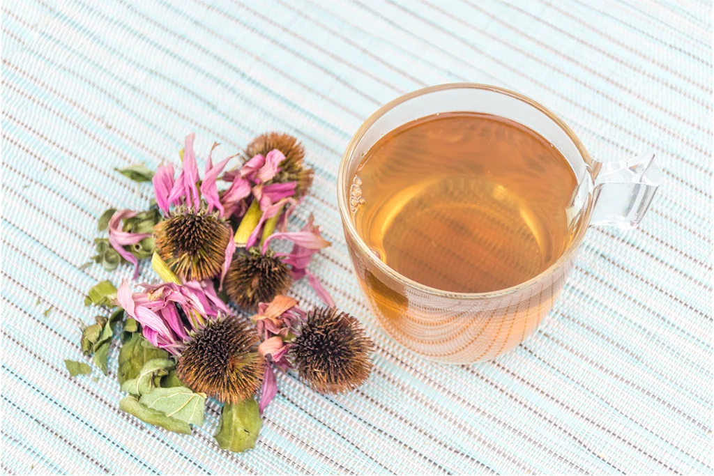 Learn How To Make Echinacea Tea Joy