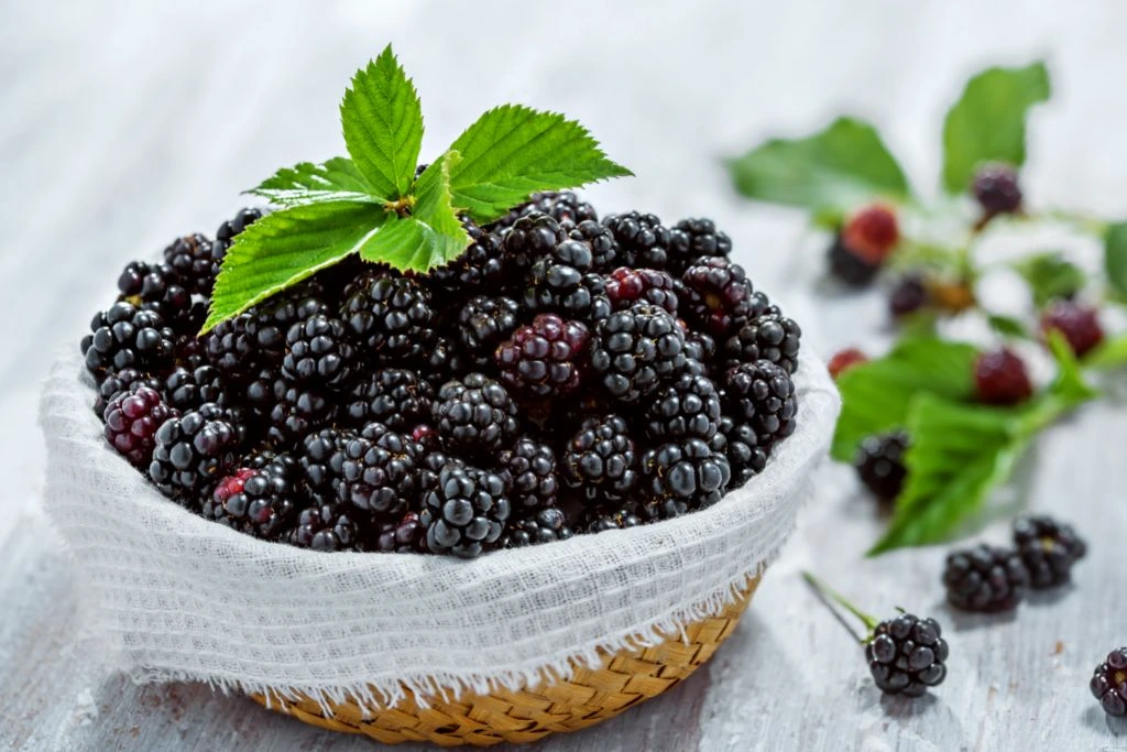 blackberries on a bowl