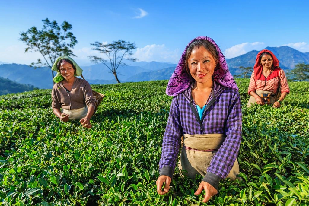 A group of women plucking leaves in nature