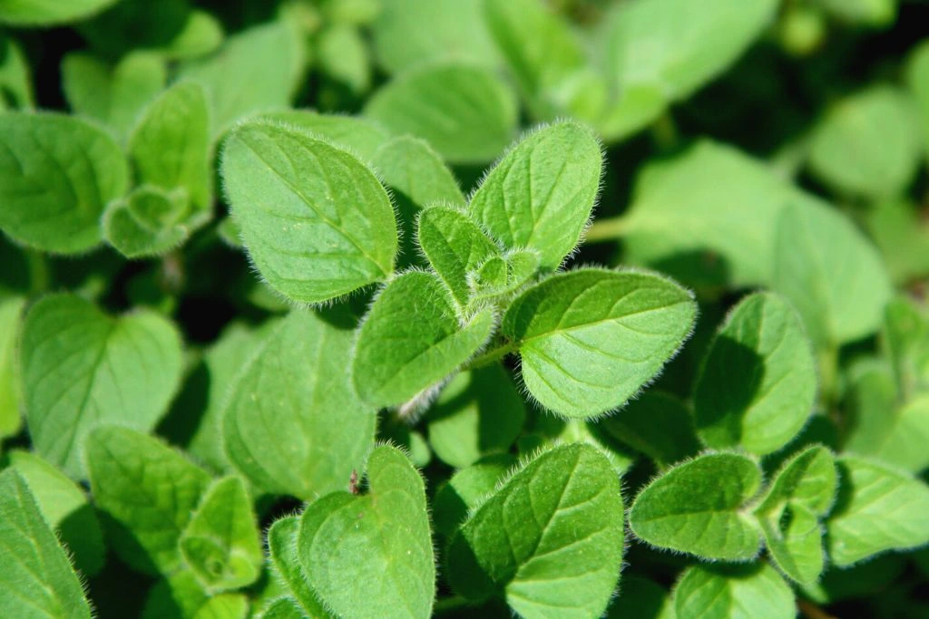 How to Make Oregano Tea TeaJoy