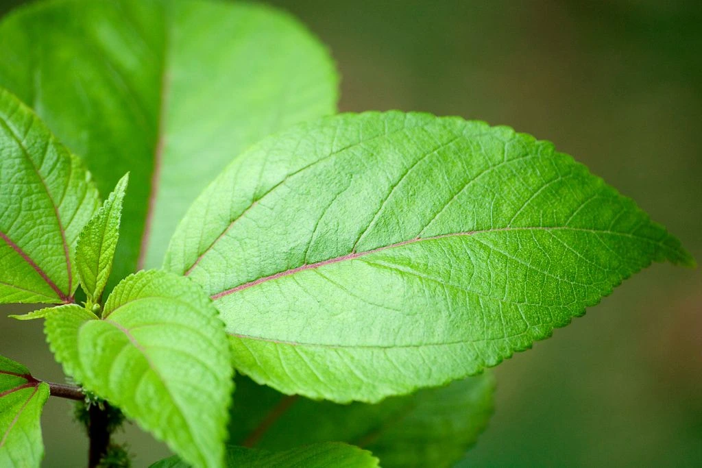 fresh mamaki leaves with blurry background