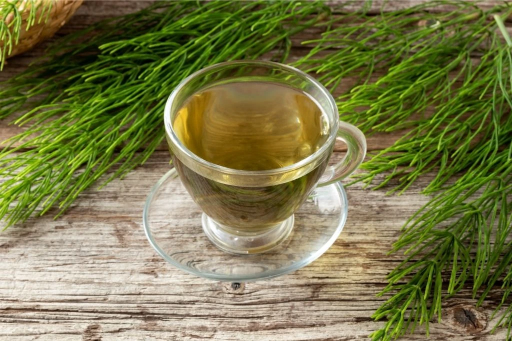 cup of horsetail tea with fresh horsetail plant