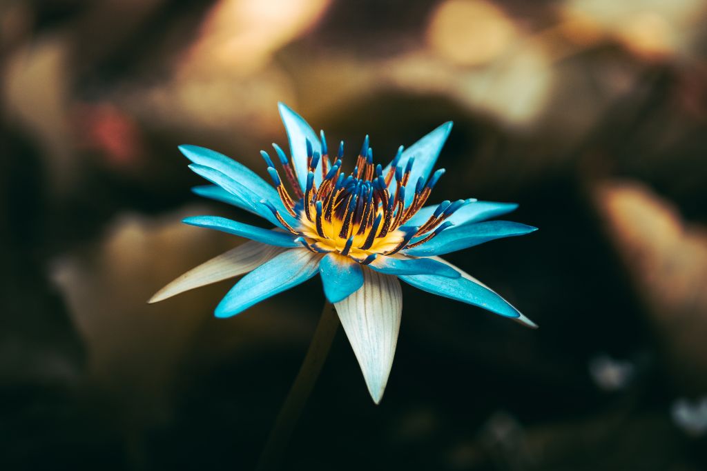 How to make blue lotus tea & its effects – we have everything you need –  T-Swing