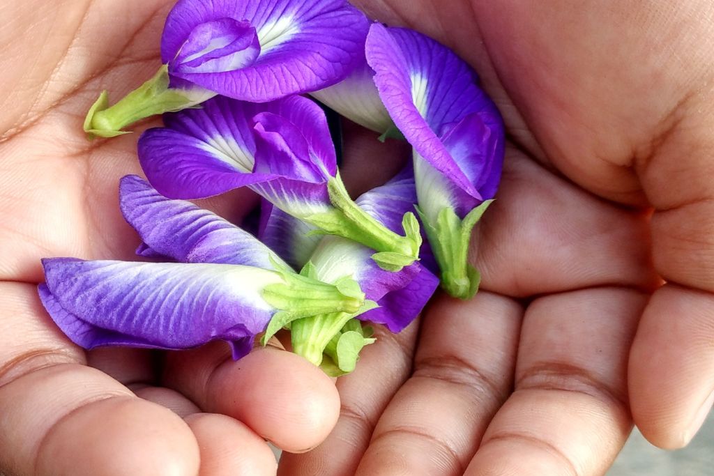purple flower butterfly pea on hands