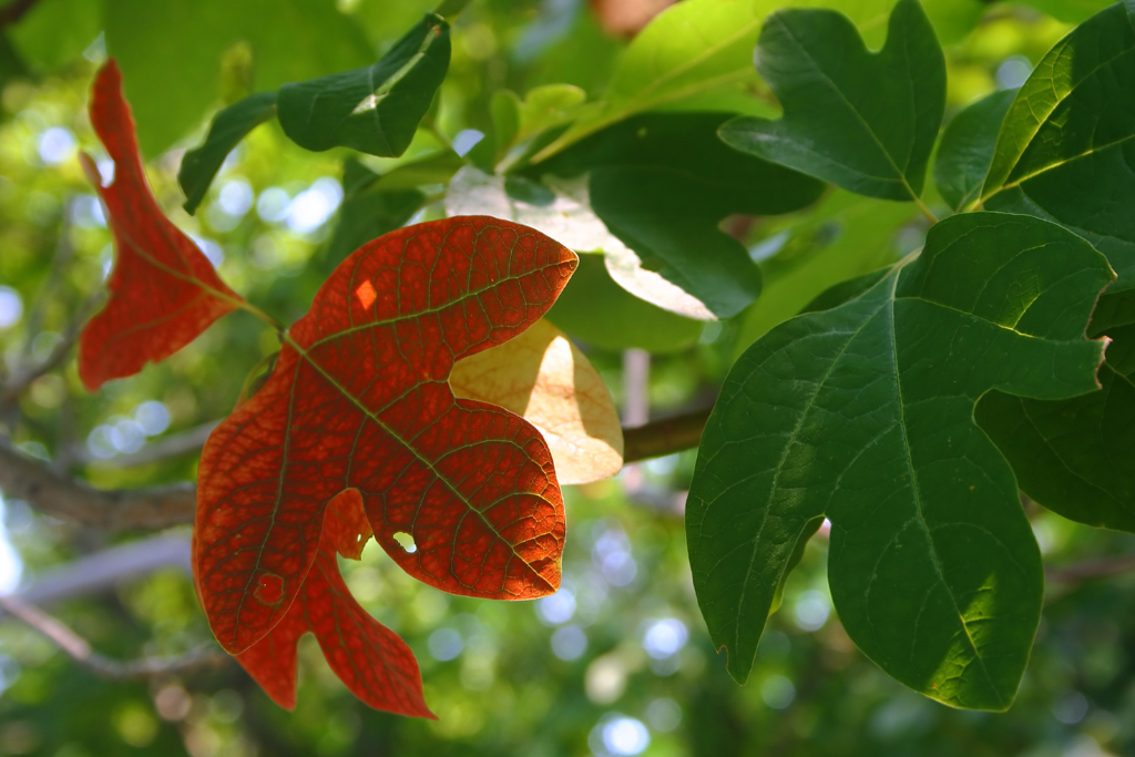 Sassafras Tea Leaves