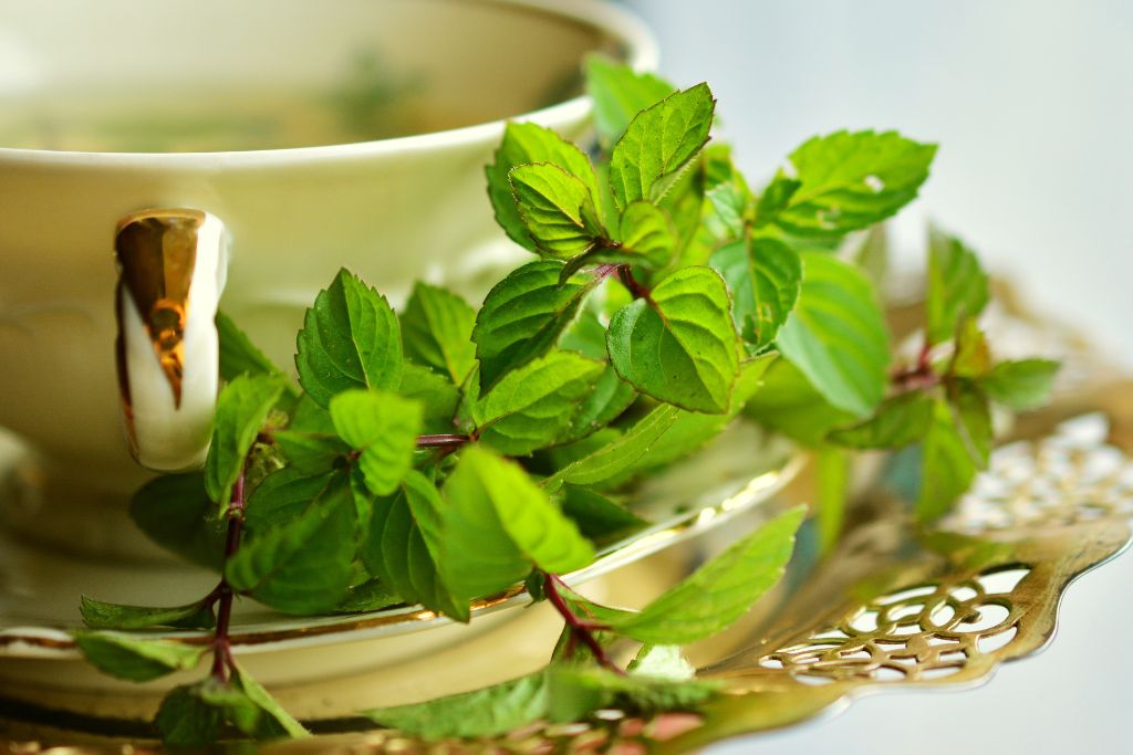 an empty green tea cup adorned with fresh peppermint leaves