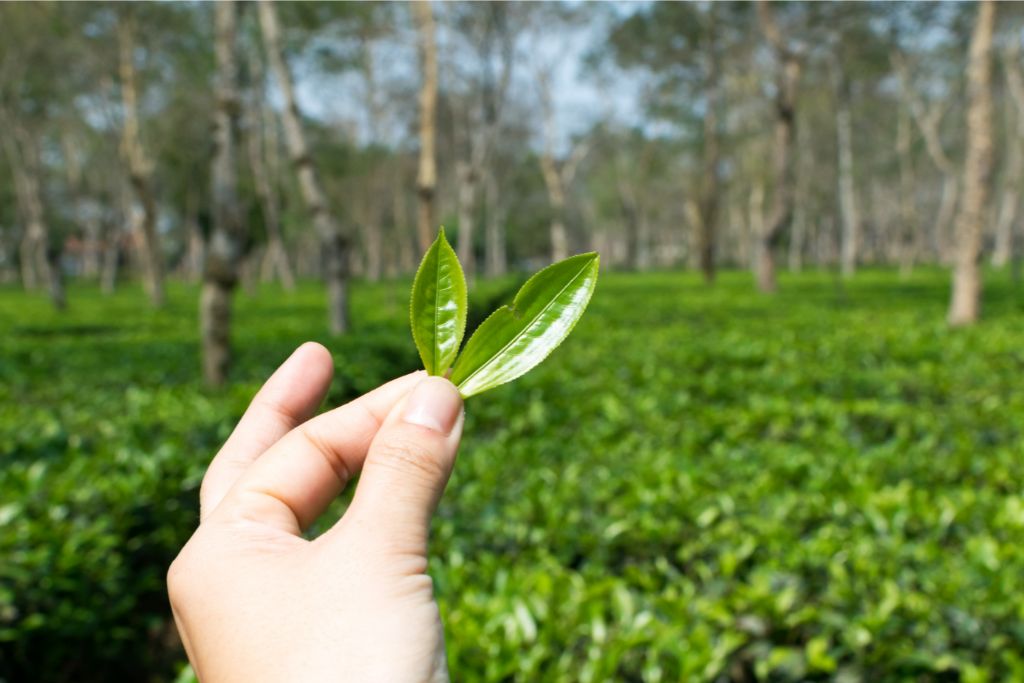 a hand holding assam leaves on an Assam garden background